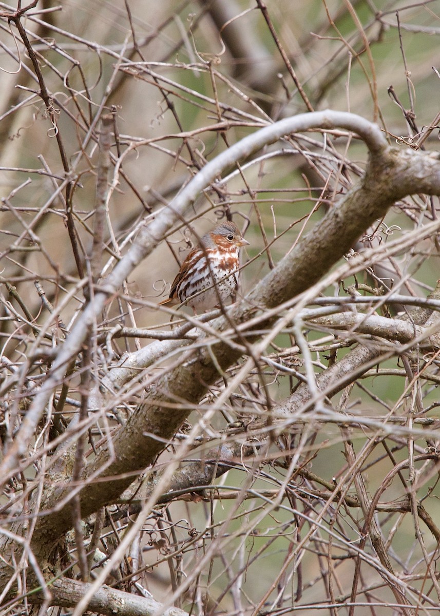 Fox Sparrow - ML215807671