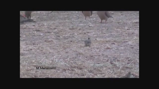 Black-crested Finch - ML215808741