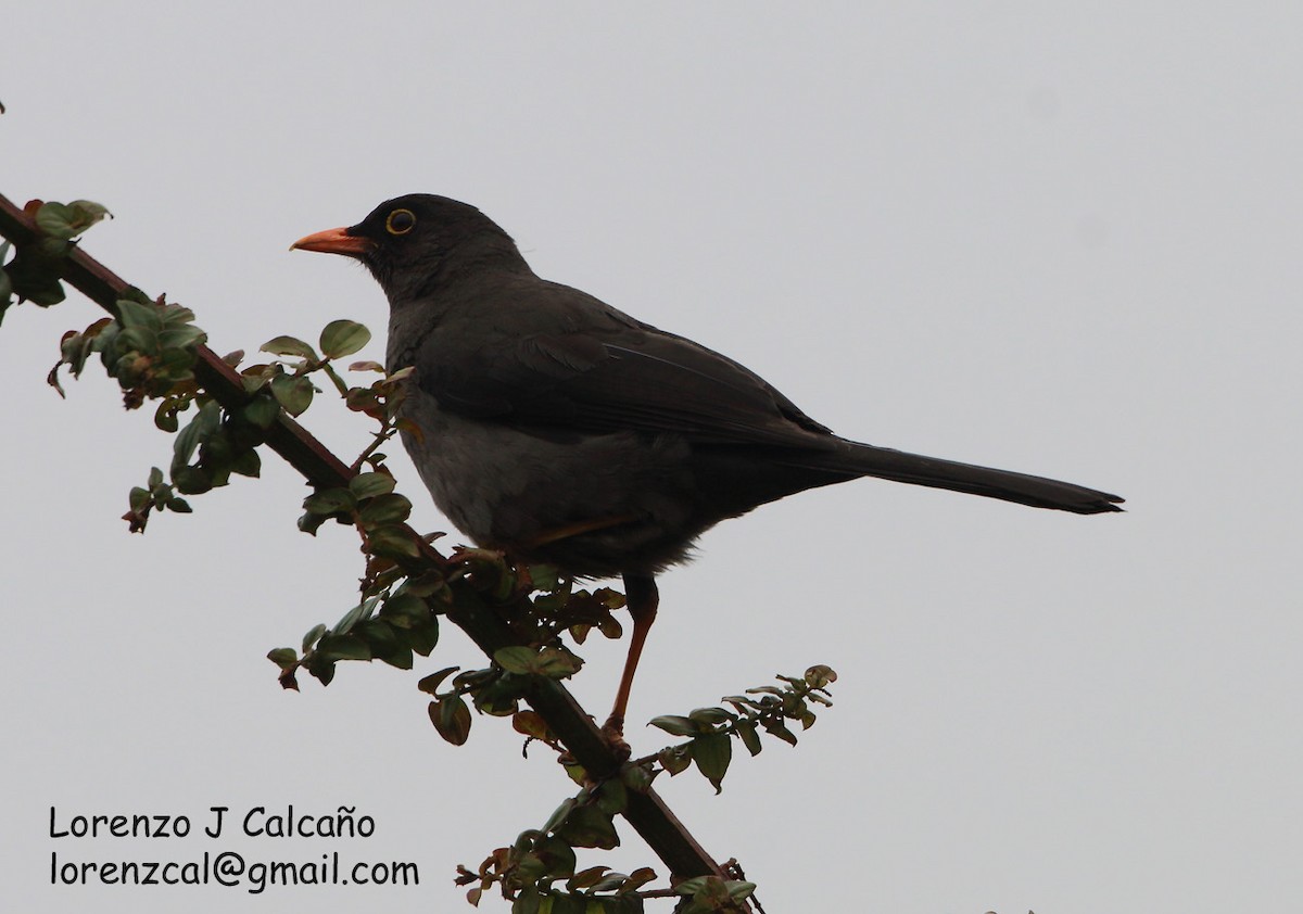 Great Thrush - ML215809171