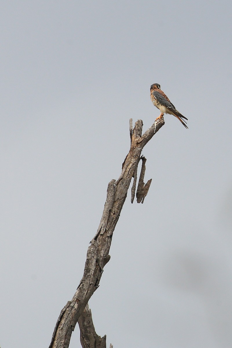 American Kestrel - ML21580921