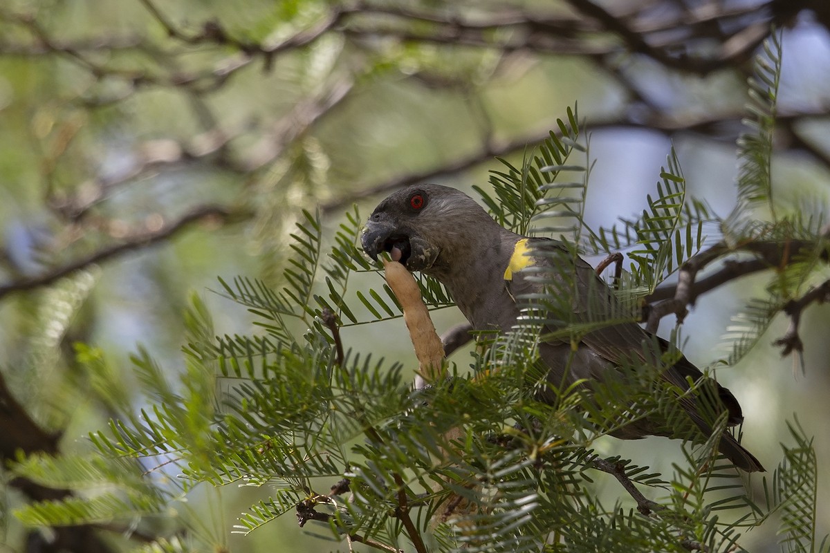 Rüppell's Parrot - ML215809611