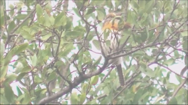 Spot-backed Puffbird - ML215810001