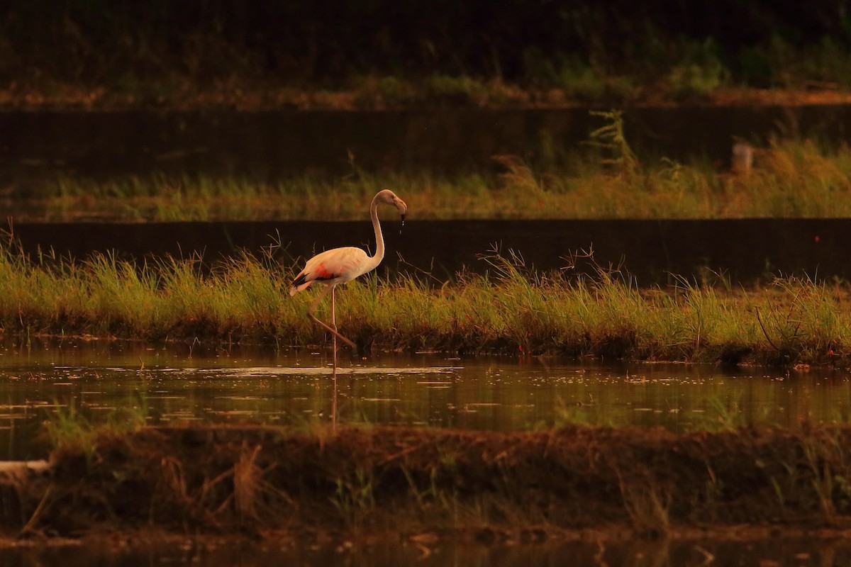 Flamant rose - ML215810331