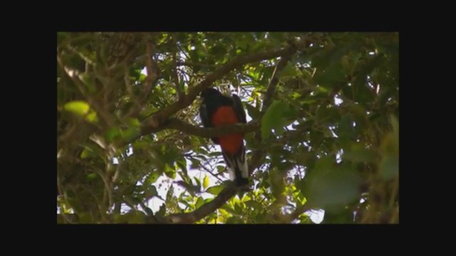 Surucua Trogon - ML215810431