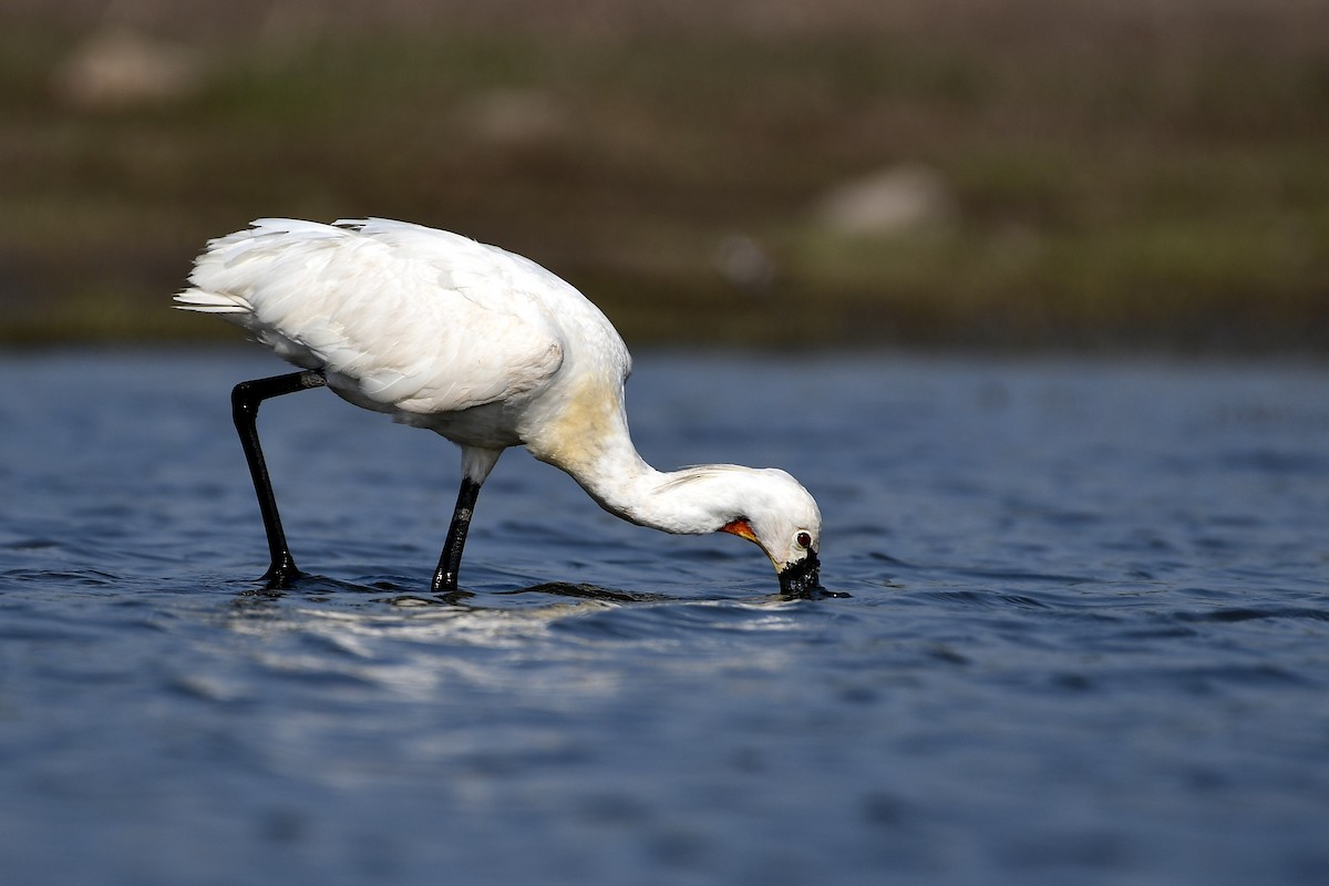 Eurasian Spoonbill - ML215810741