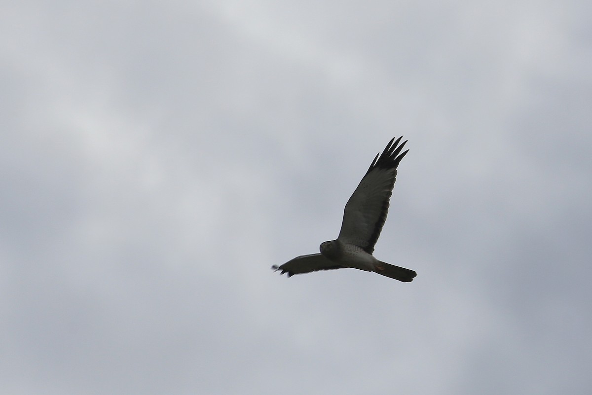 Northern Harrier - ML21581081