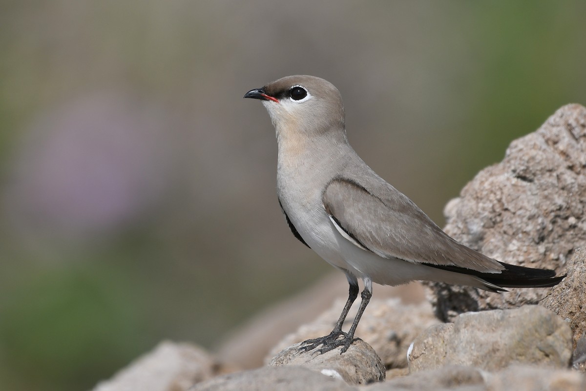 Small Pratincole - ML215810881