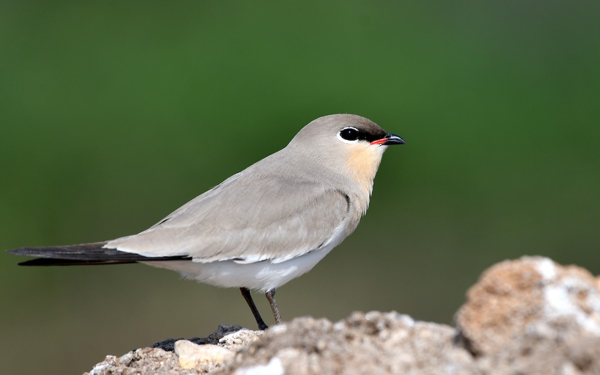 Small Pratincole - ML215810901