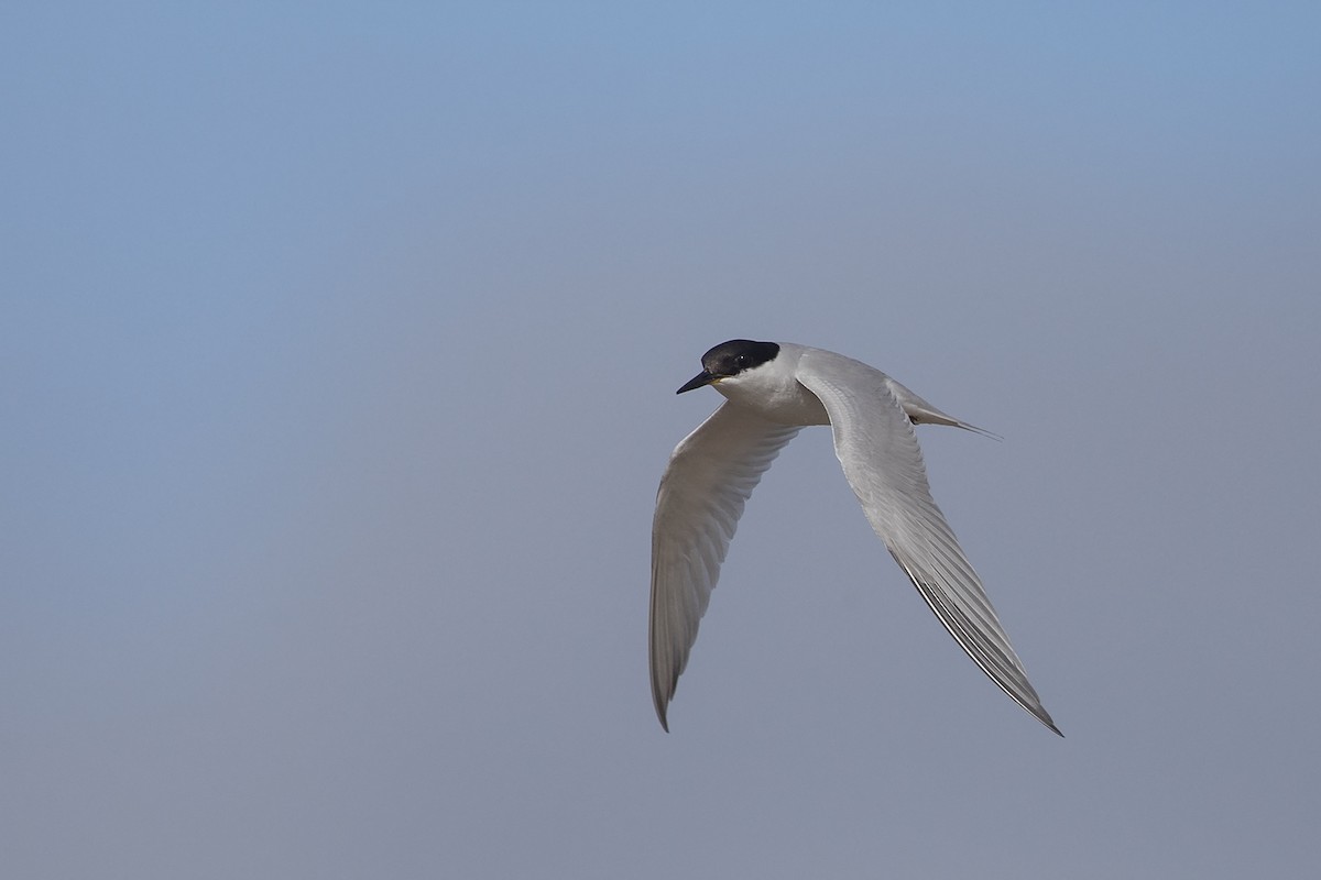 Damara Tern - Niall D Perrins