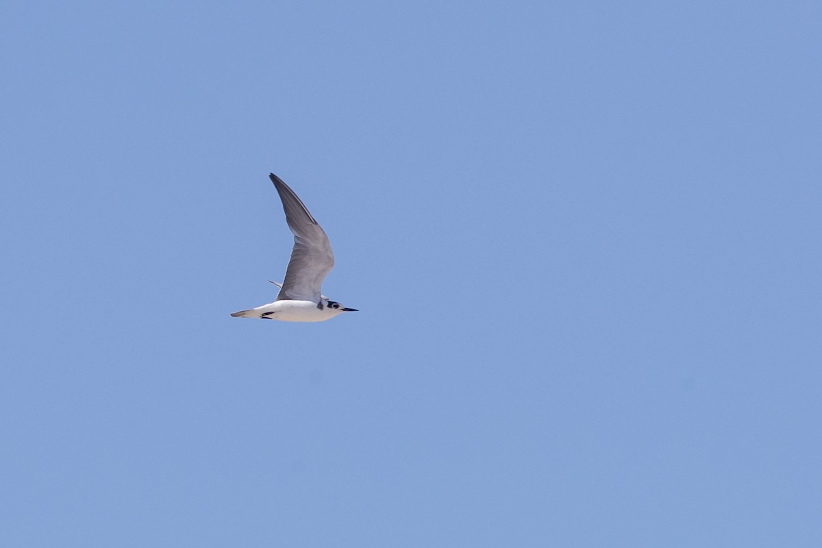 Black Tern (Eurasian) - ML215811431