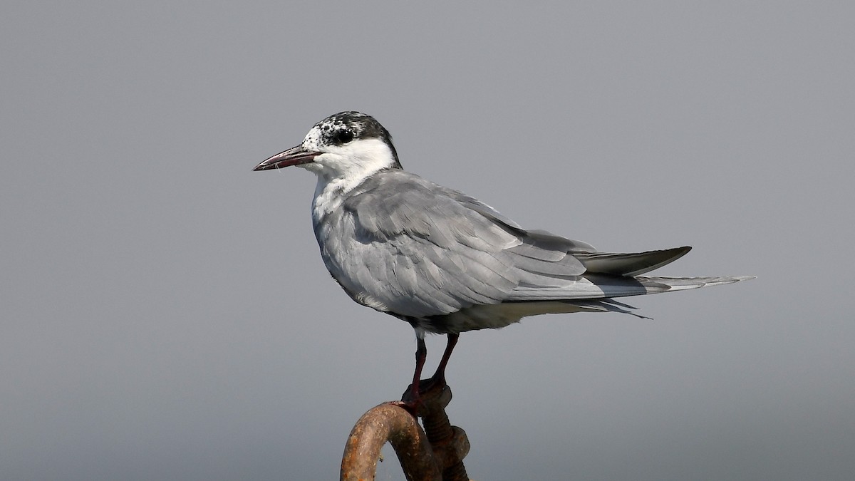 Whiskered Tern - ML215811441