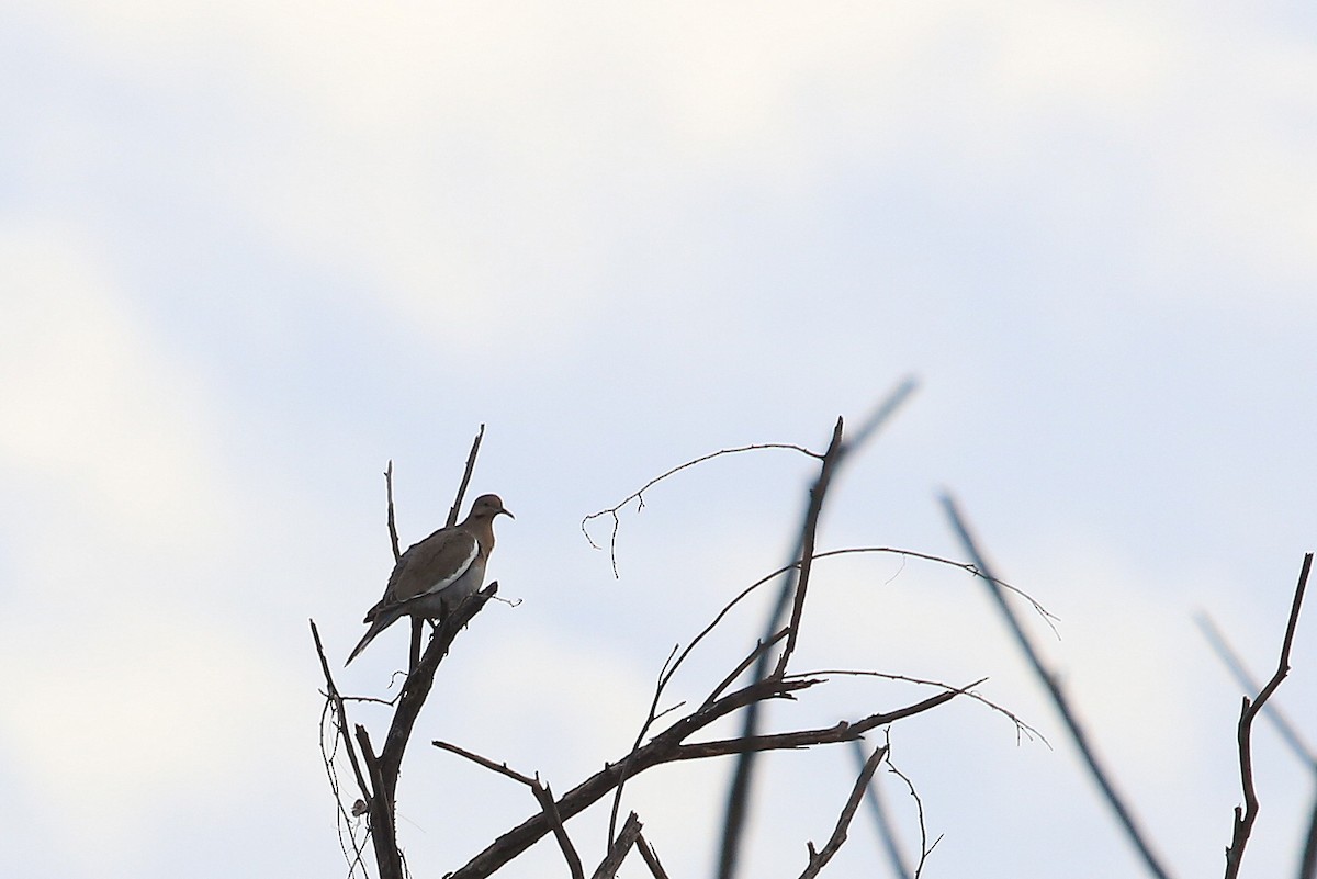 White-winged Dove - Tim Lenz