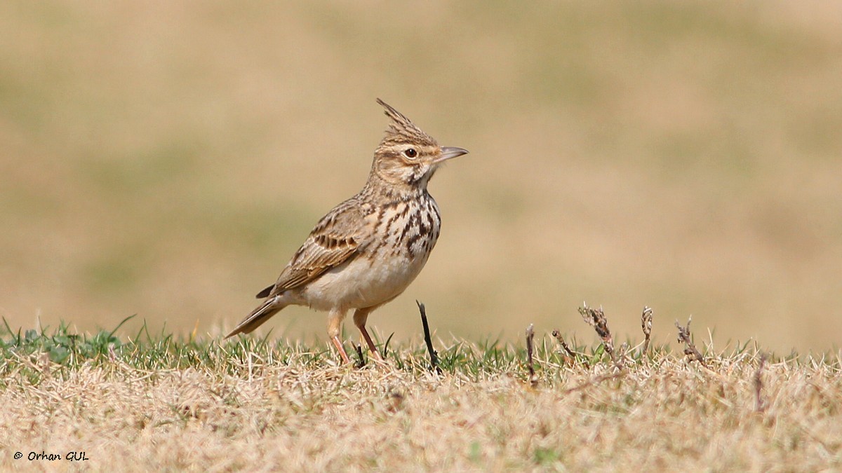 Crested Lark - Orhan Gül