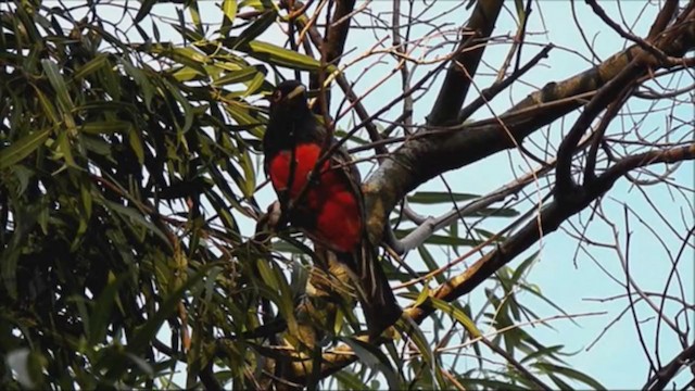 Trogon surucua - ML215811781