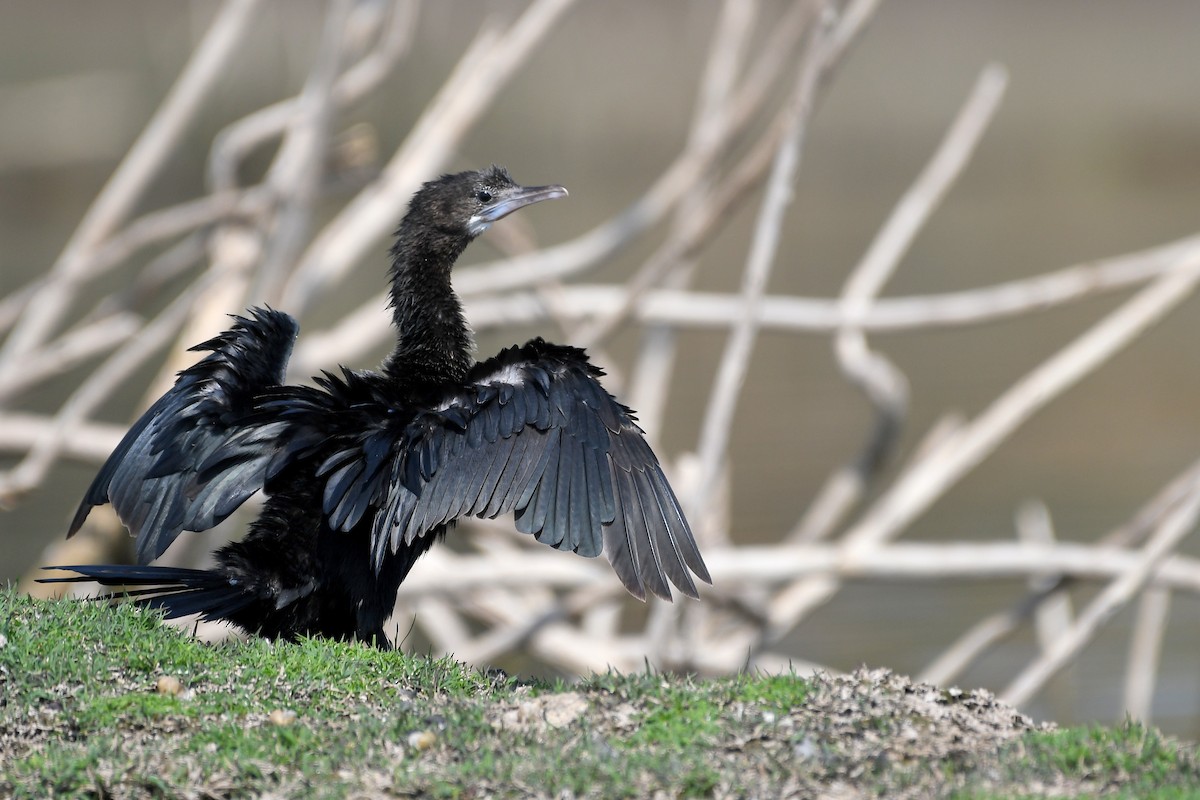 Little Cormorant - ML215811901