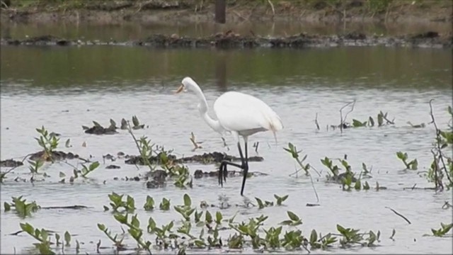 Great Egret - ML215811921