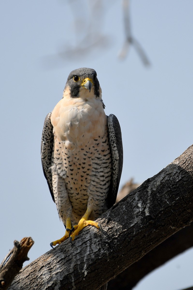 Peregrine Falcon - ML215811941