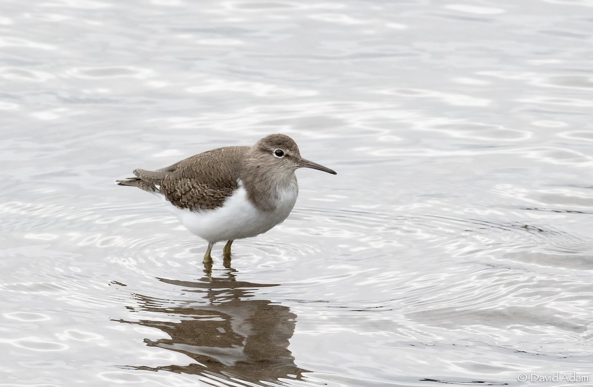 Common Sandpiper - David Adam