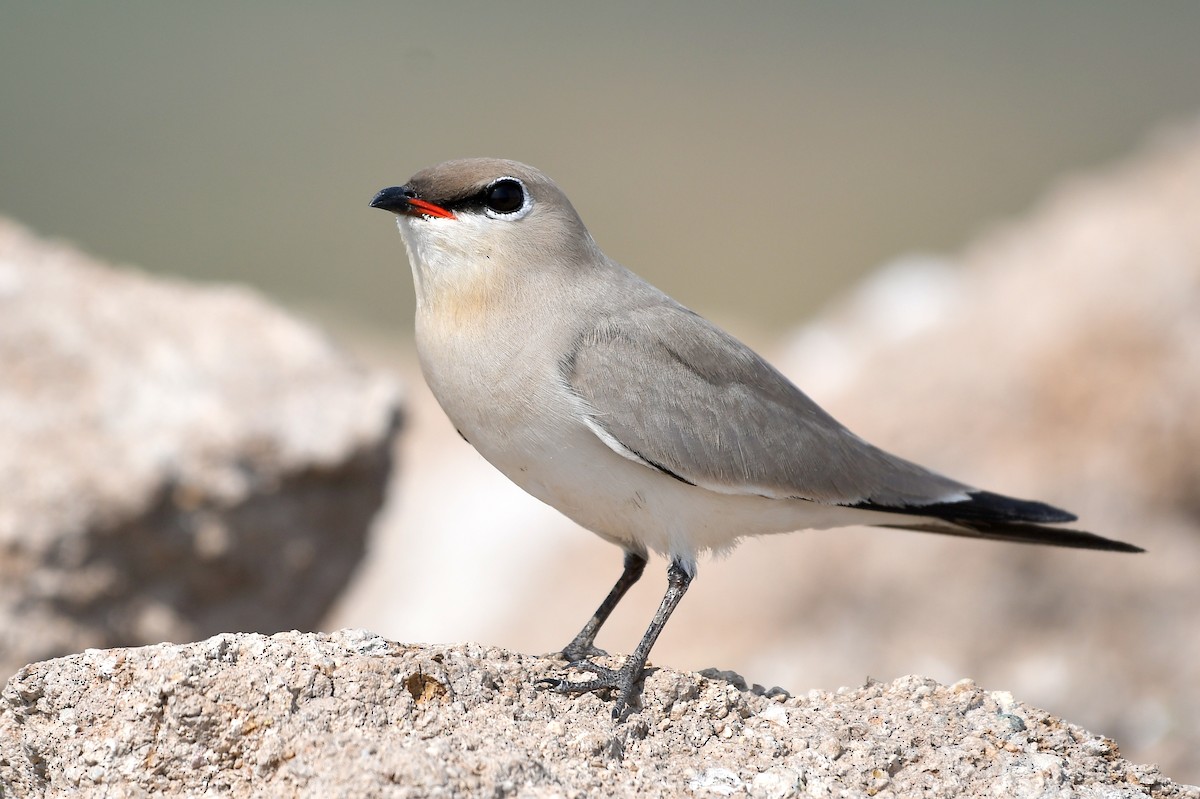 Small Pratincole - ML215813081