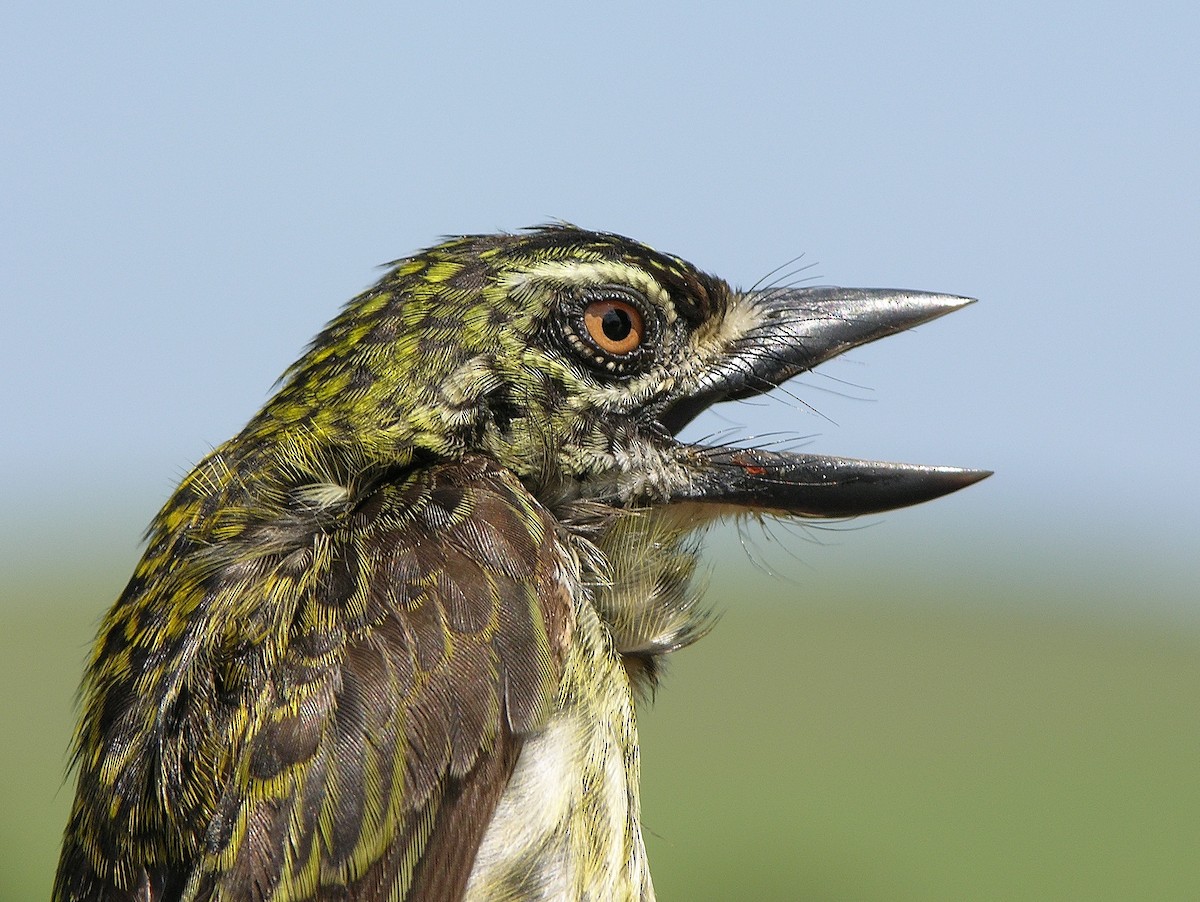 Speckled Tinkerbird - ML215813151