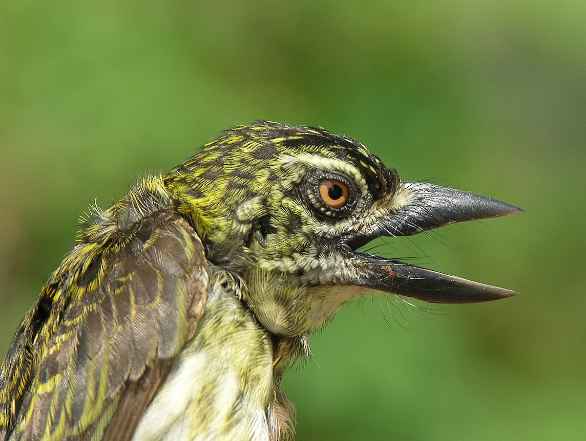 Speckled Tinkerbird - ML215813201