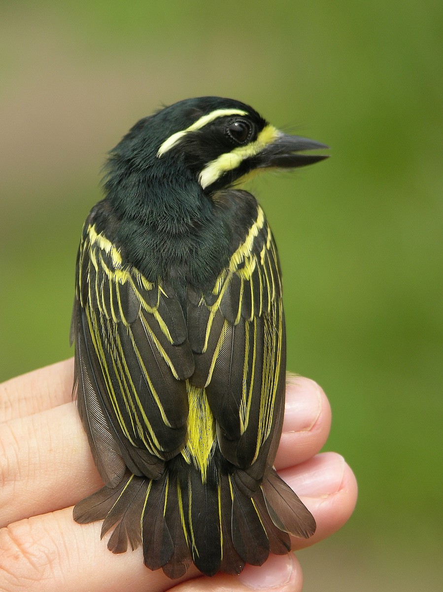Yellow-throated Tinkerbird - ML215813301