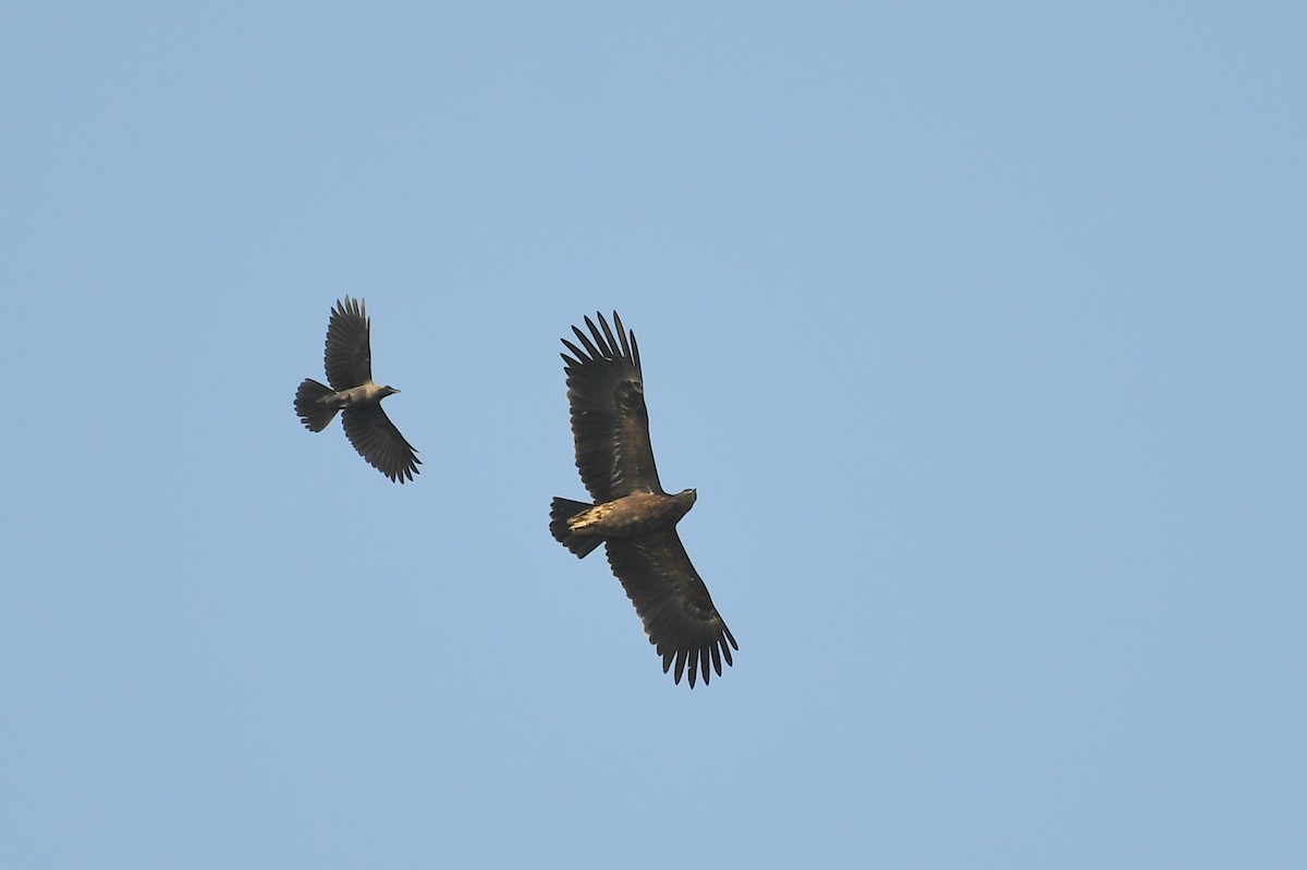 Greater Spotted Eagle - ML215813481