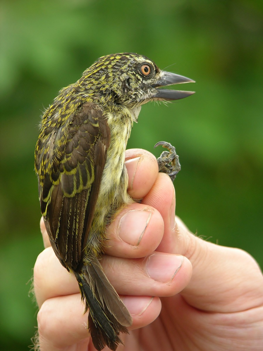 Speckled Tinkerbird - ML215813641