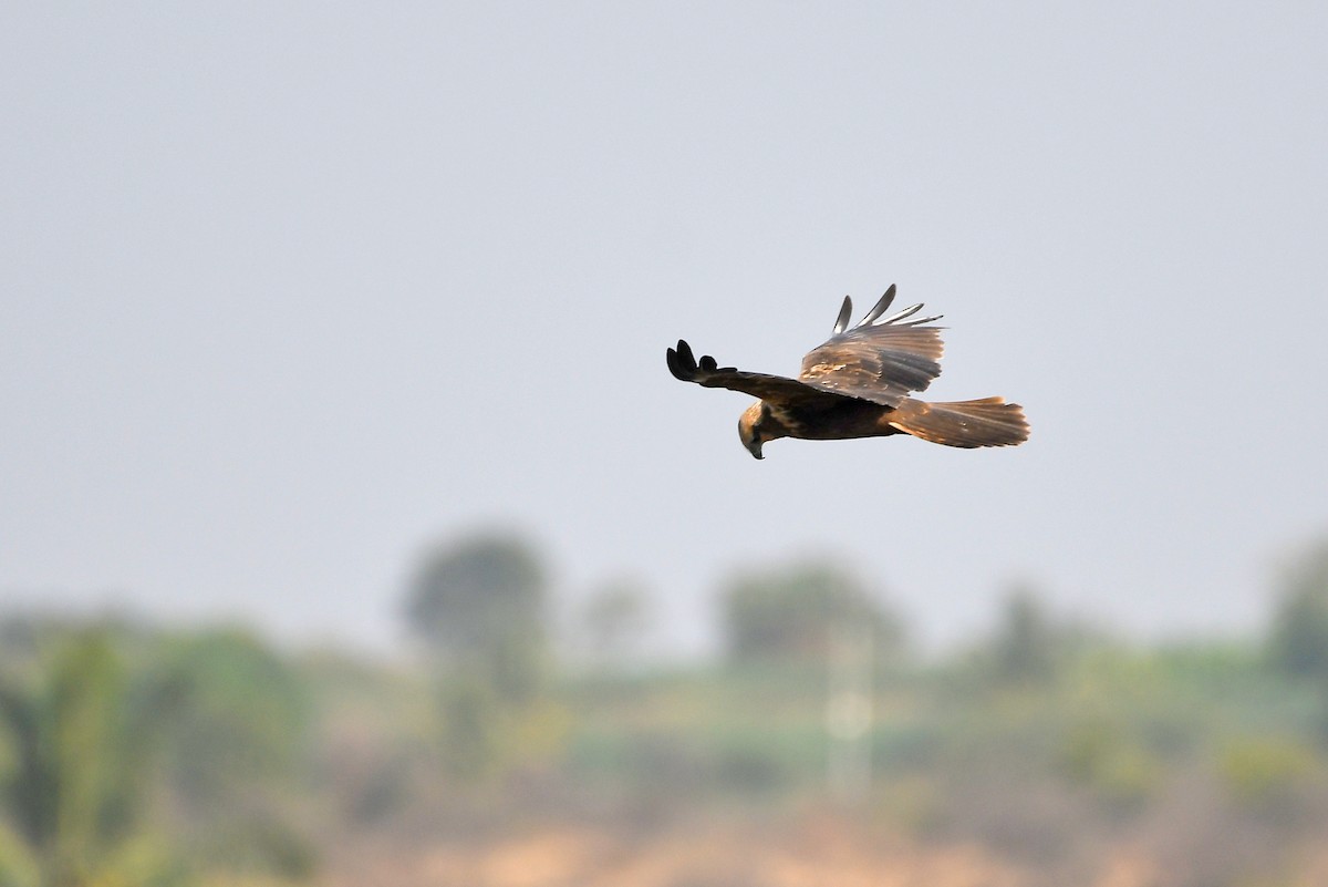 Western Marsh Harrier - ML215813911