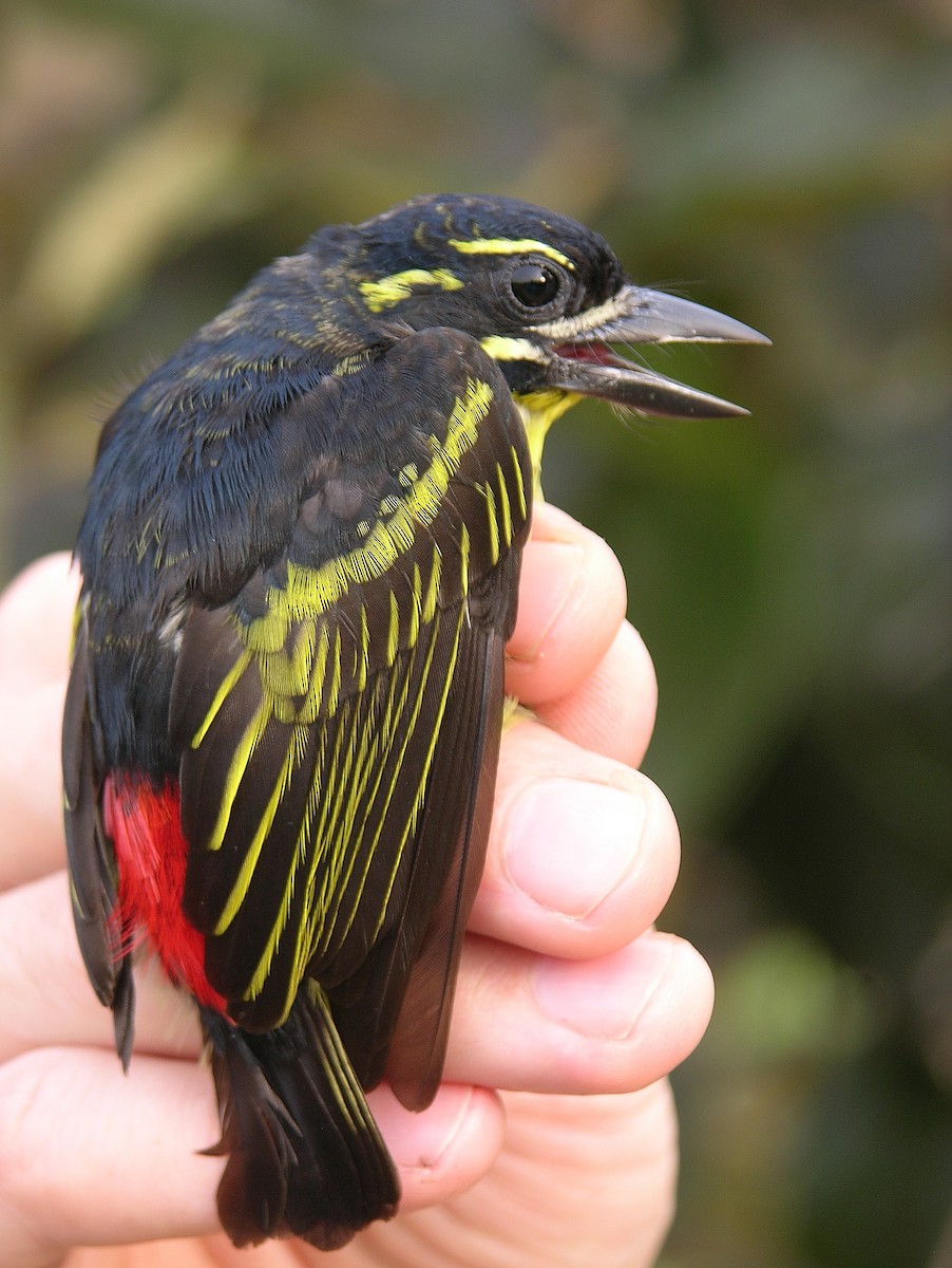 Red-rumped Tinkerbird - ML215813941