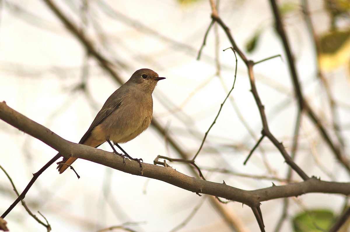 Black Redstart - ML215814681