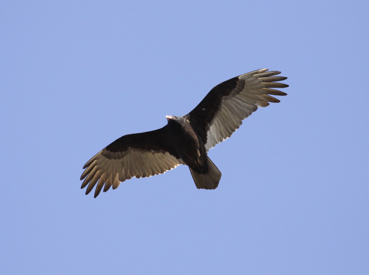 Turkey Vulture - ML21581491