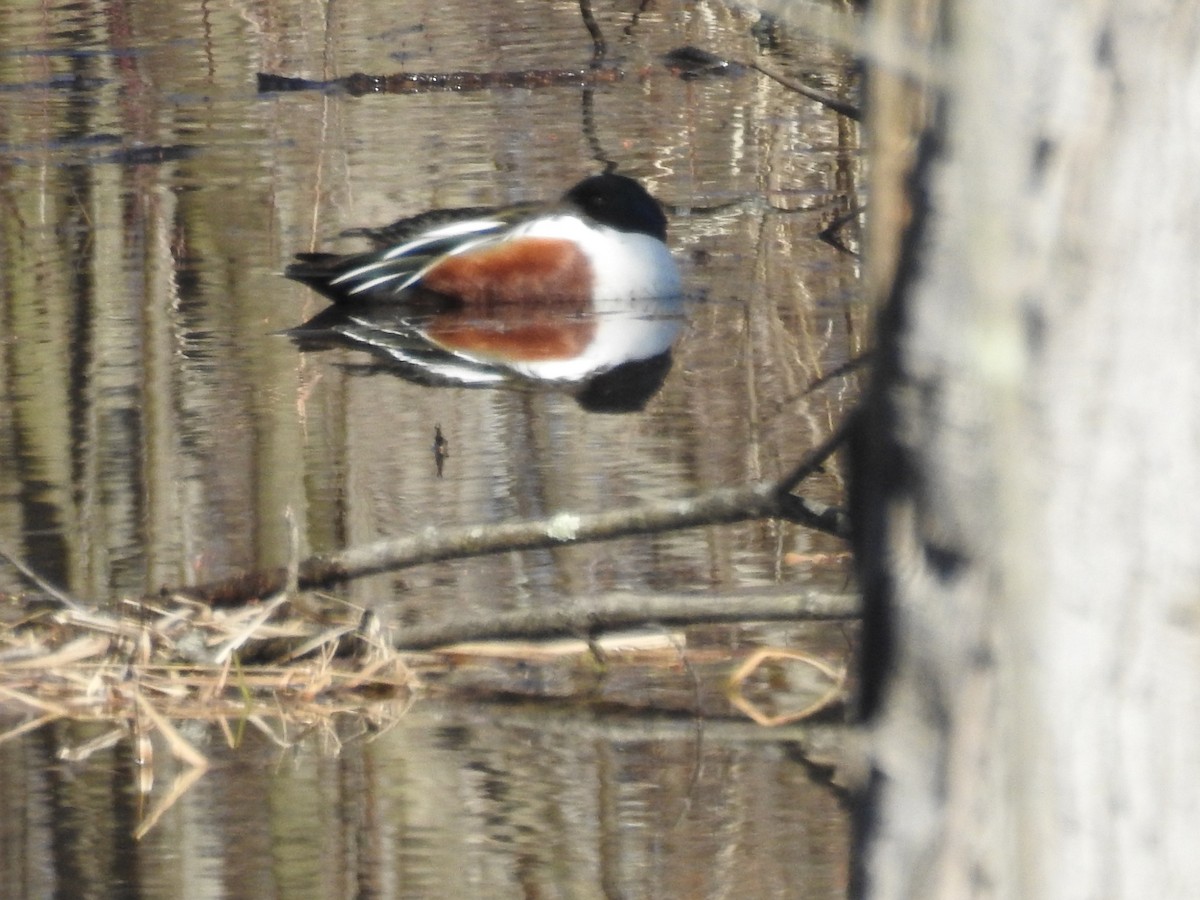 Northern Shoveler - ML215815321