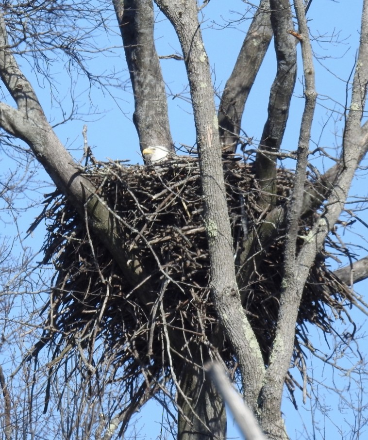 Bald Eagle - ML215815351