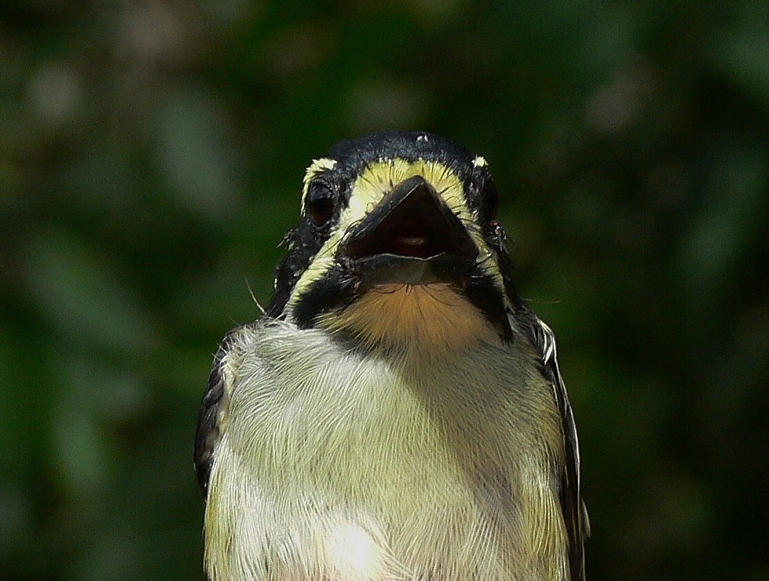 Maskeli Cüce Barbet - ML215815361