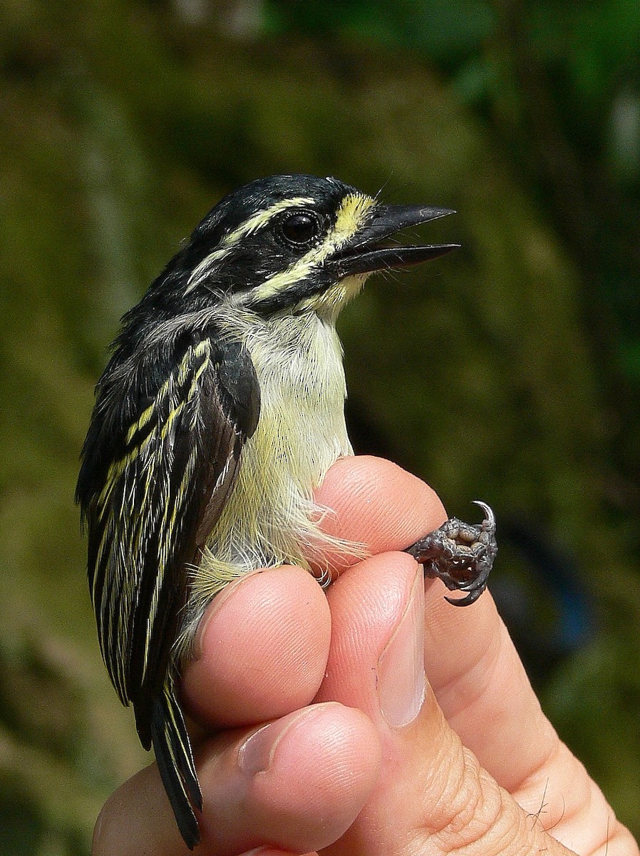 Yellow-throated Tinkerbird - ML215815371