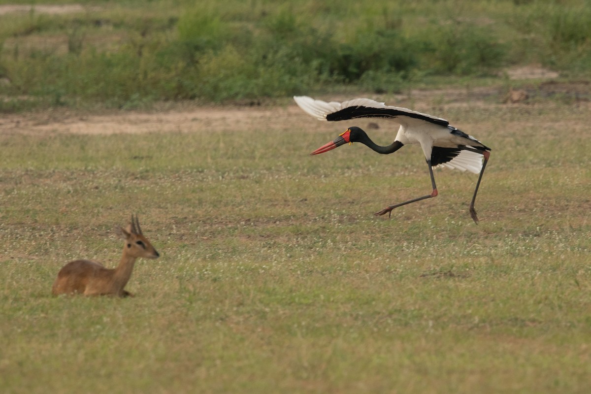 Saddle-billed Stork - Frédéric Bacuez