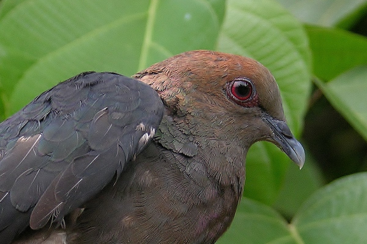 Pigeon à nuque bronzée - ML215816231