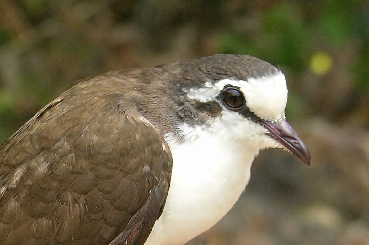 Tambourine Dove - Tony King
