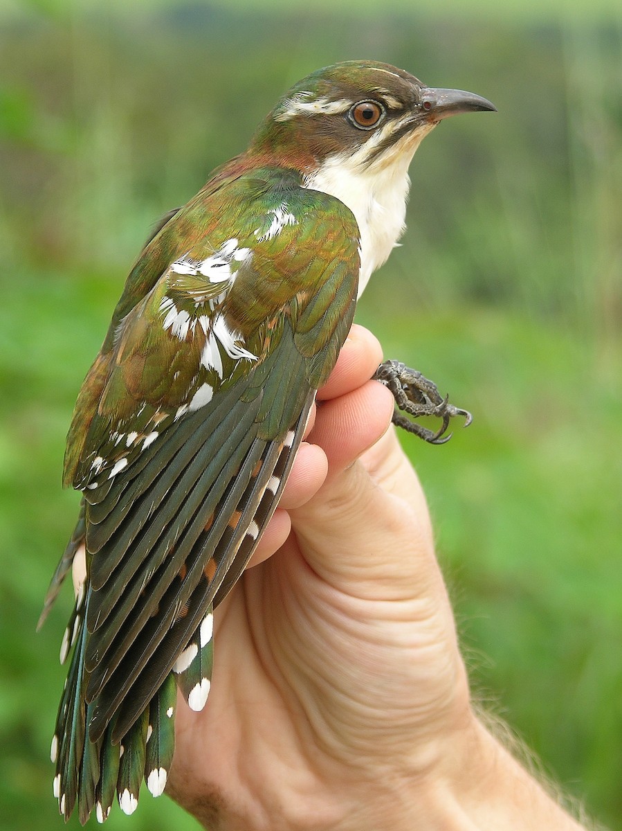 Dideric Cuckoo - ML215816731