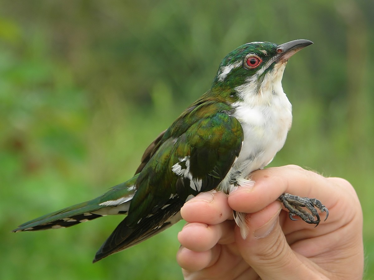 Dideric Cuckoo - ML215816931