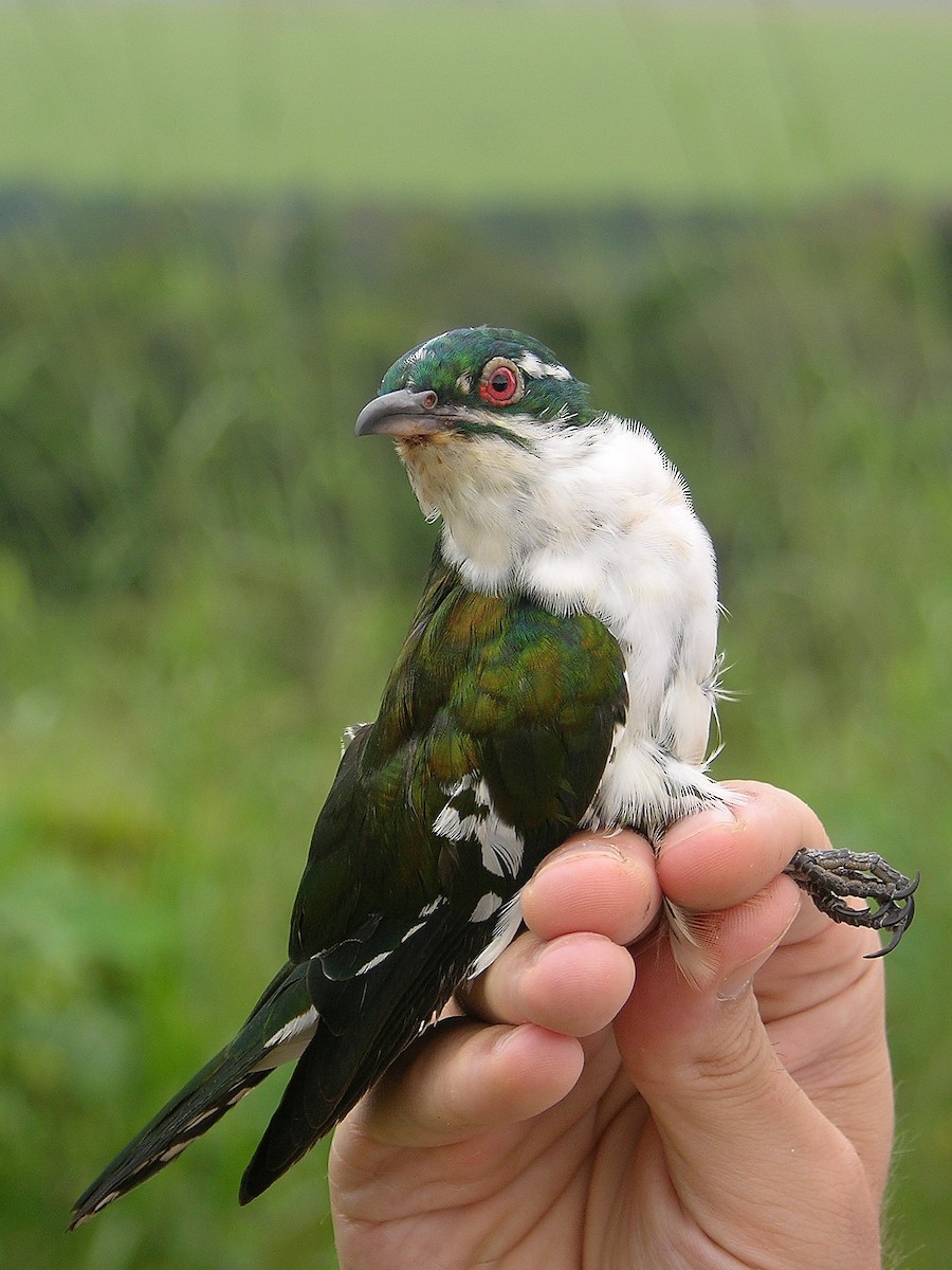 Dideric Cuckoo - Tony King