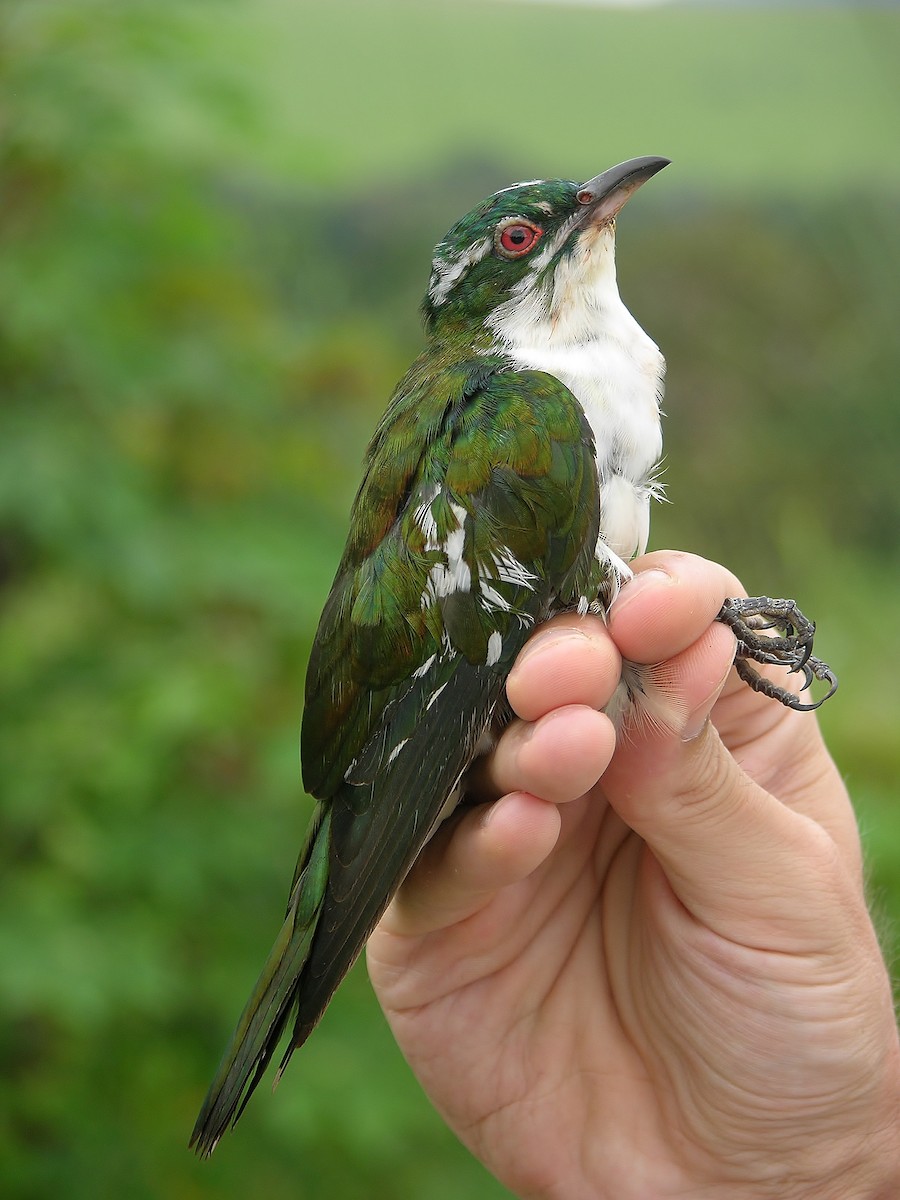 Dideric Cuckoo - ML215816951