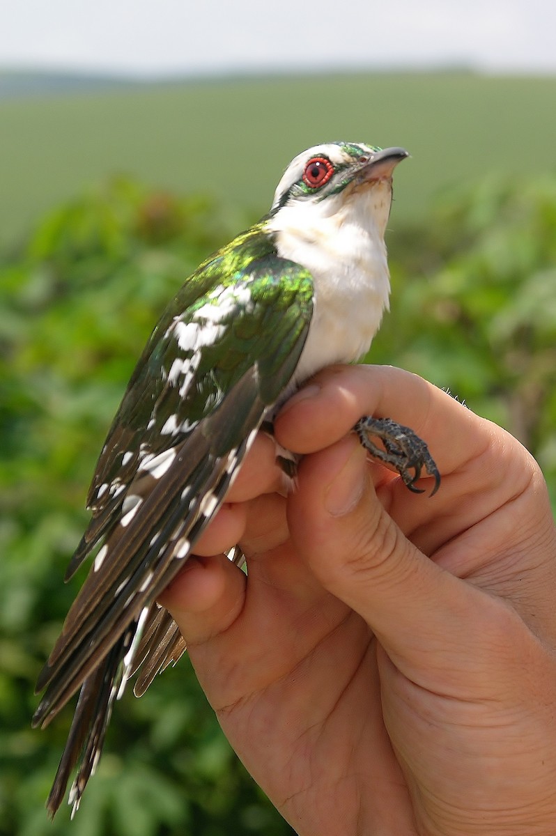 Dideric Cuckoo - ML215817611