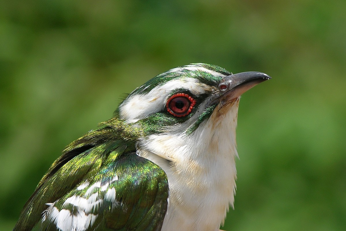 Dideric Cuckoo - Tony King