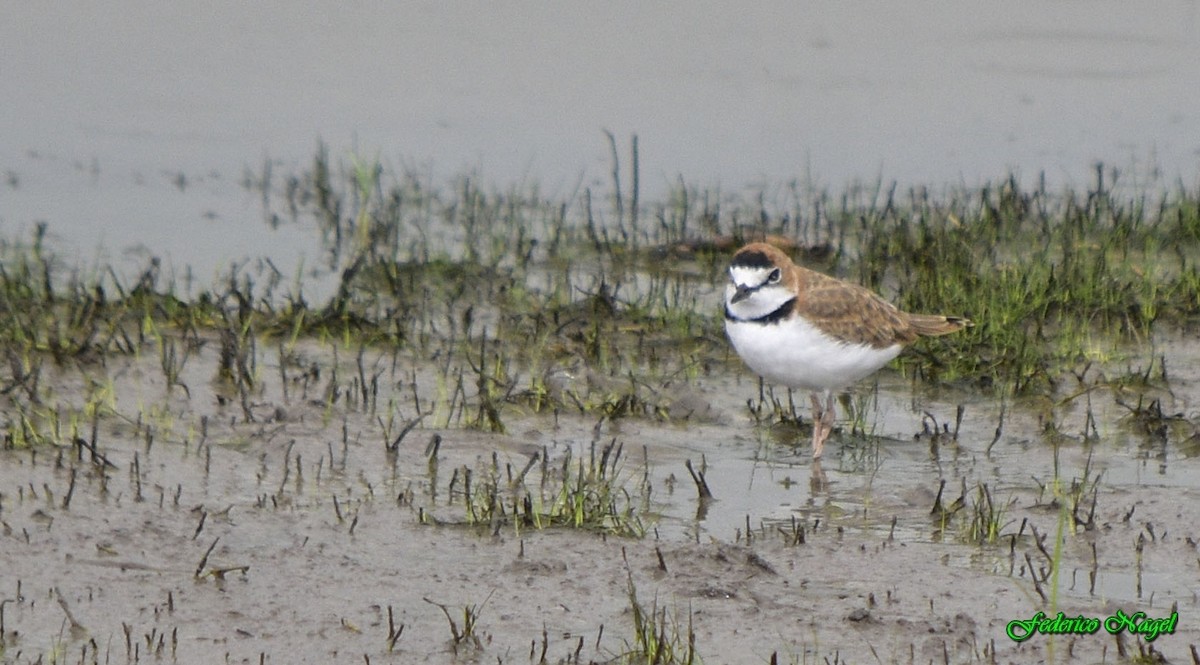 Collared Plover - ML215817891