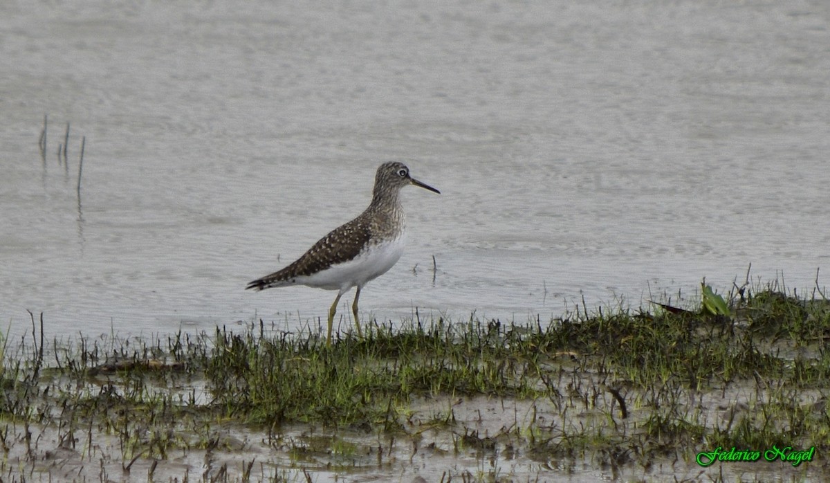 Solitary Sandpiper - ML215817911