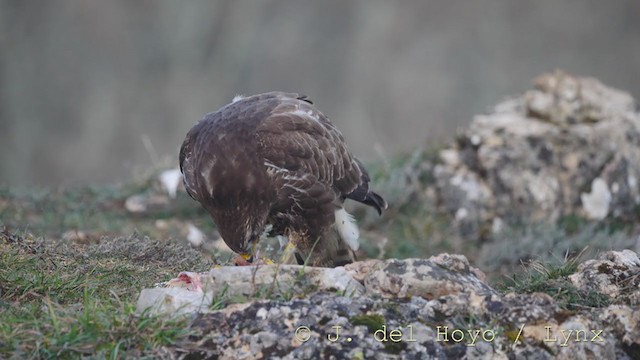 Common Buzzard - ML215818861