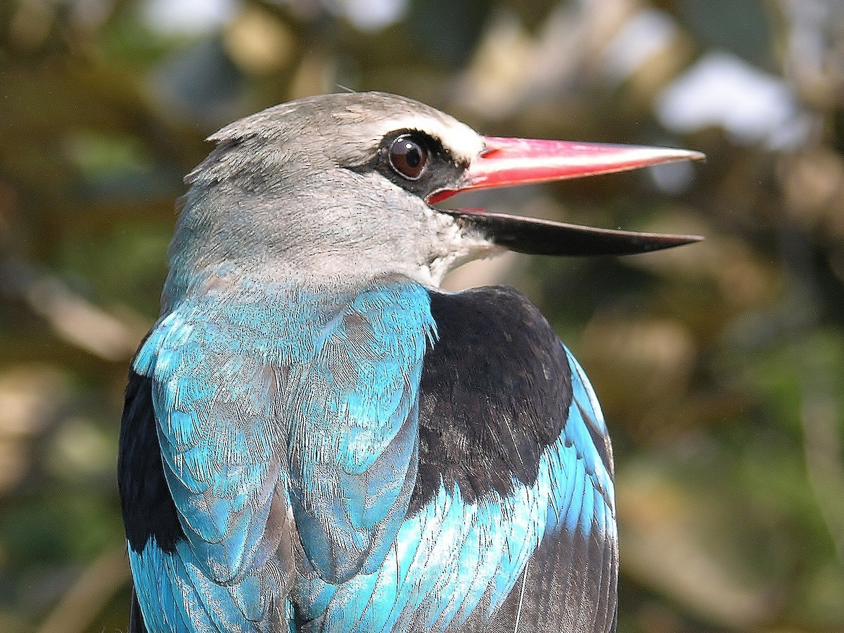 Woodland Kingfisher - ML215820991