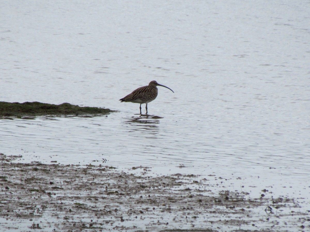 Eurasian Curlew - Guillaume Réthoré